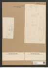 Eunotia clevei Grun. (de-Toni-Nr.: Genus 104, Species 3162) Zeichnungen Sammlung Grunow Nr. 6512 (NHMW-BOT-W0375225)